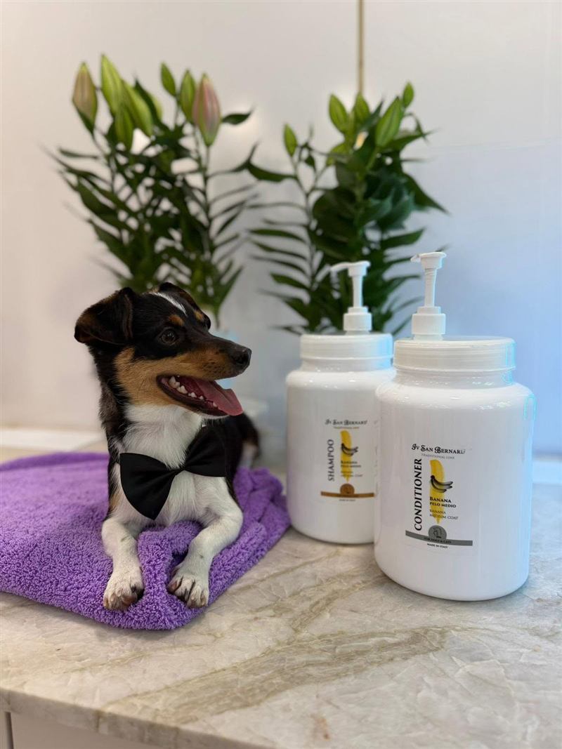 Elegancko wystrojony piesek w muszce po zabiegu pielęgnacyjnym w salonie Lux Dog